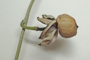 <strong>Ipomoea macrantha - Ramon, Laurence - 139</strong><br />© Ramon, Laurence